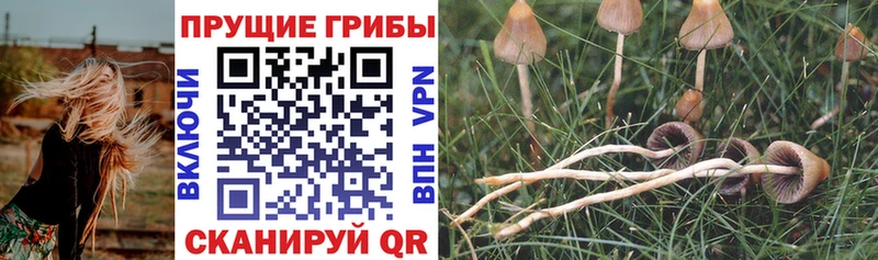 Псилоцибиновые грибы мухоморы mega сайт Владимир